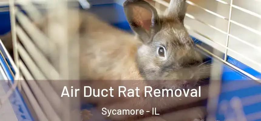  Air Duct Rat Removal Sycamore - IL