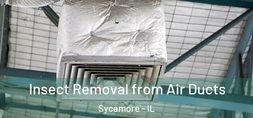  Insect Removal from Air Ducts Sycamore - IL
