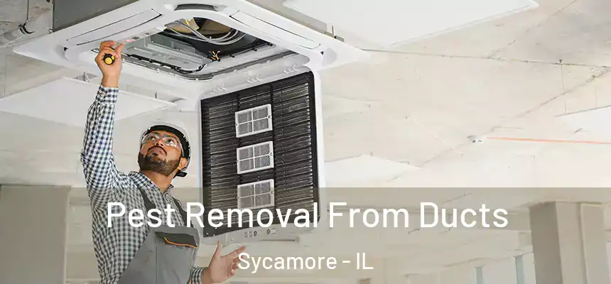  Pest Removal From Ducts Sycamore - IL
